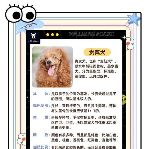 大泰迪狗洗澡的最佳频率（大泰迪狗洗澡的时间间隔及注意事项）