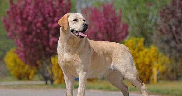 拉布拉多犬的外形特点（探索拉布拉多犬外貌特征及其关键要素）