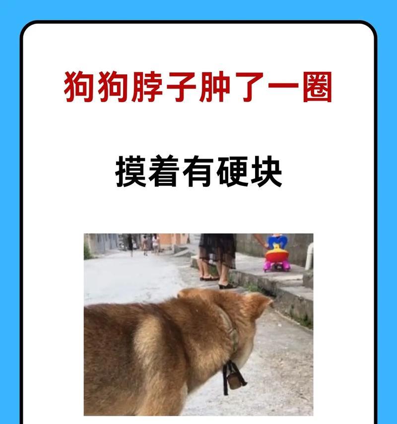 狗的水肿症状及其相关问题（了解狗的水肿症状可以及时发现和处理疾病）