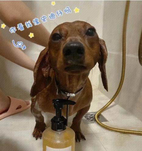 柯基成年犬洗澡频率探讨（科学护理，了解适宜的洗澡间隔）