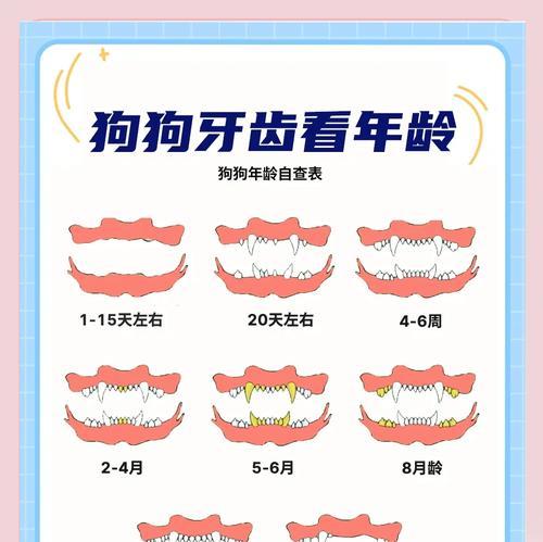 狗仔出生多久出牙？（了解狗仔牙齿的生长过程与注意事项）