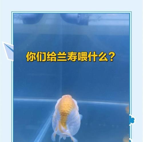 兰寿鱼换水的最佳频率（科学养鱼的关键一步，兰寿鱼换水的注意事项）