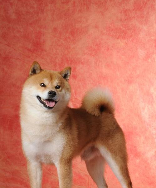 中华田园犬与品种犬的境遇巨大差异（探寻中华田园犬不是品种犬的原因及其影响）