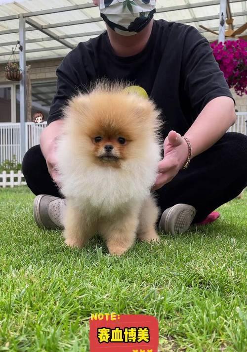 博美生育周期及注意事项（了解博美生育周期及保健要点，让你的宠物更健康）