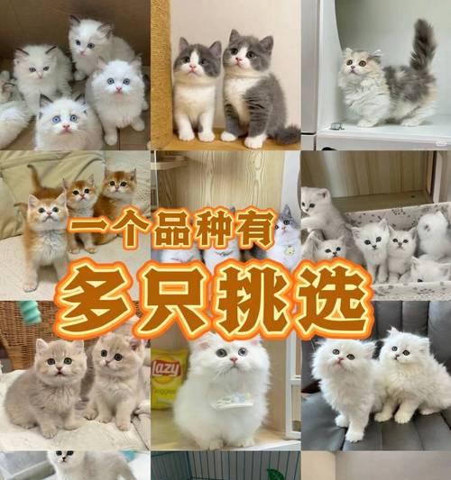 英短猫价格与颜色（探究英短猫的价格如何受颜色影响）