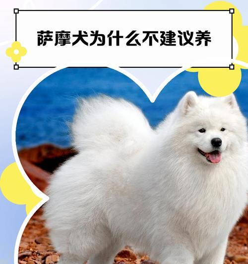 萨摩耶的性格特点及饲养注意事项（了解萨摩耶的性格特点，做好饲养准备吧！）