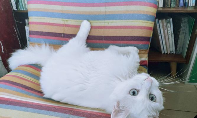 养英短毛猫，小心毁了它！（避免6大雷区，宠物幸福永久保障）