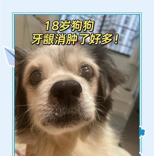 狗狗牙龈问题的危害及及时就医的重要性（狗狗牙龈问题可能引发的健康隐患及应对措施）