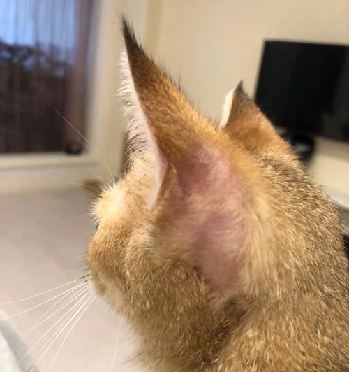 探讨猫耳朵疾病（猫耳朵疾病的常见类型和预防方法）