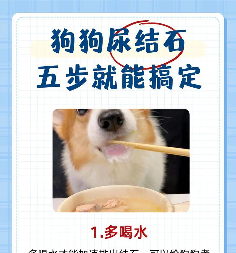 狗喝水后多久会变成尿？（揭秘狗狗尿液生成的神奇过程）