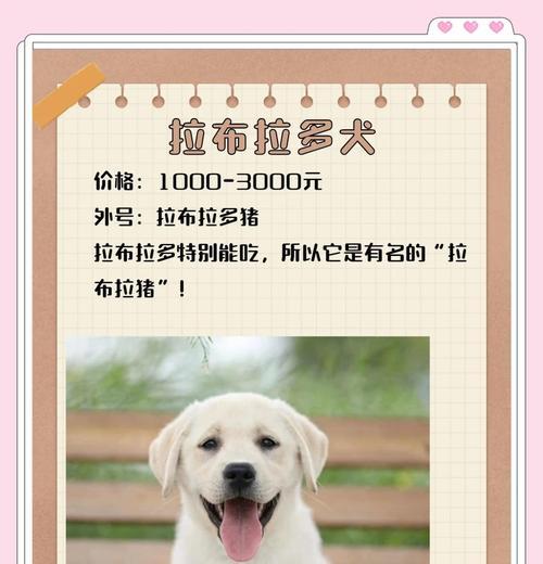 为什么养这几种狗太费钱了？（揭秘养这几种狗的高昂花费与费钱原因）