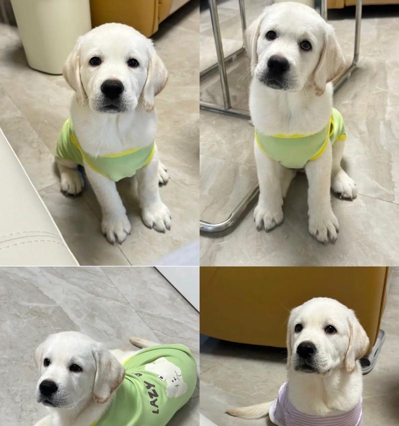 拉布拉多犬的成长之旅（探秘拉布拉多1岁的关键转折点）