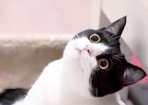 再有钱也不要养这5种猫（网友表示）