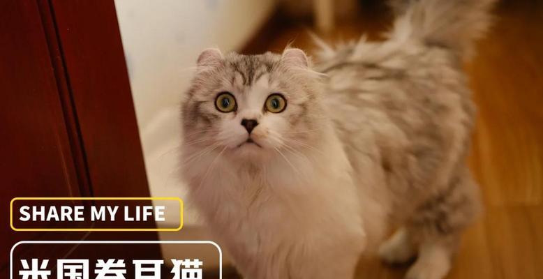 美国卷耳猫的配种潜力及适宜搭配伴侣品种（探讨美国卷耳猫的繁殖特点与适宜的配种对象）