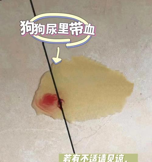 狗狗一吓就尿，正常反应还是潜在问题？（探讨犬类膀胱炎的症状、病因以及处理方法）