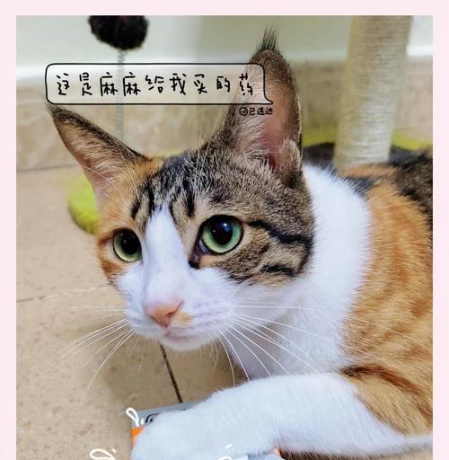 猫咪常备药品大全（一份详尽的猫咪药品清单，让你无忧保护你的爱宠）