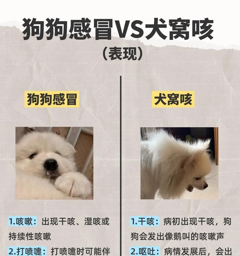 泰迪幼犬感冒（幼犬感冒康复需要多长时间？如何正确护理？）