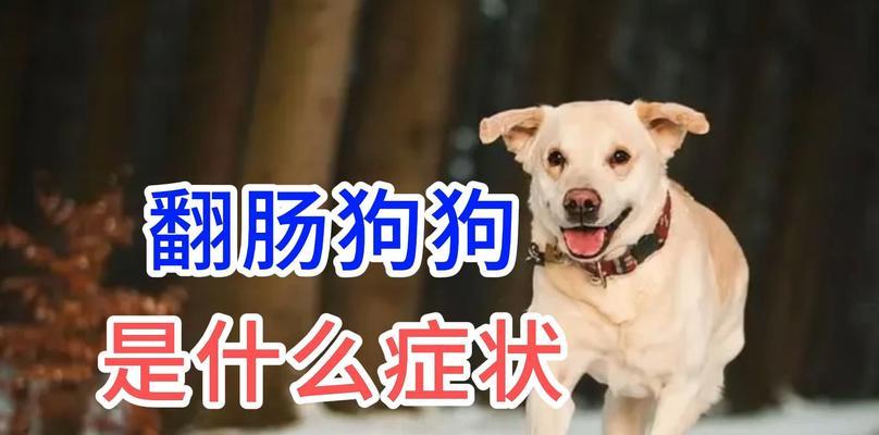 狗狗翻肠子的极限时间（探究狗狗持续翻肠子的时间和原因）