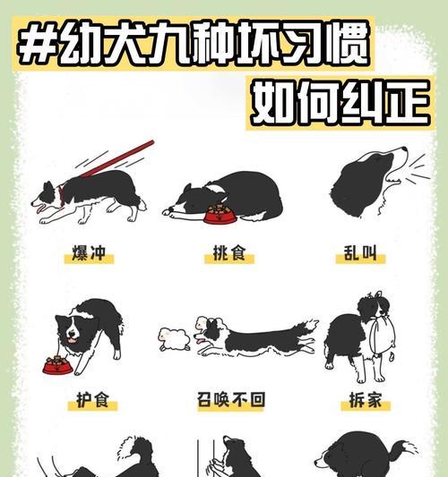如何判断狗狗已经交配成功？（通过身体反应判断为主要依据）