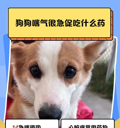 为什么狗狗在家躺着也喘气？（揭秘狗狗喘气的其他原因以及应对方法）