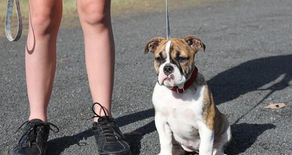 斗牛犬训练时间掌握关键（揭秘斗牛犬训练的最佳时间段与方法）