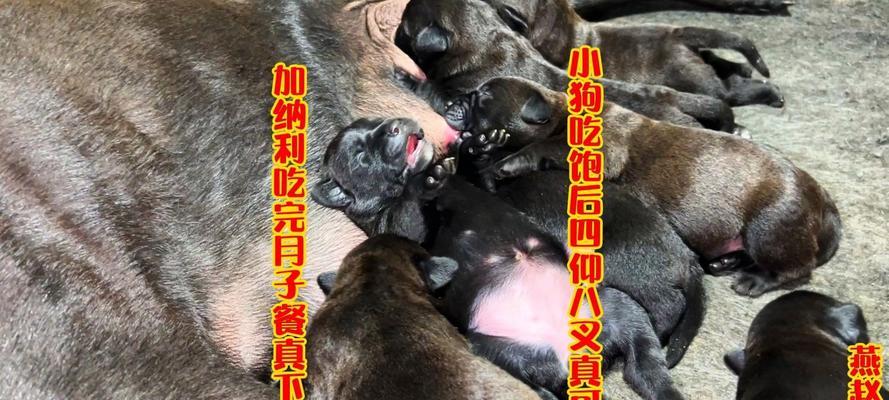 狗狗吃撑了的表现及处理方法（了解狗狗吃撑的迹象，提前预防健康问题）
