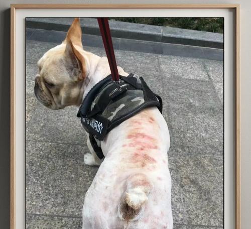 狗狗皮肤病治疗费用及常见类型（了解狗狗皮肤病治疗费用和主要类型）