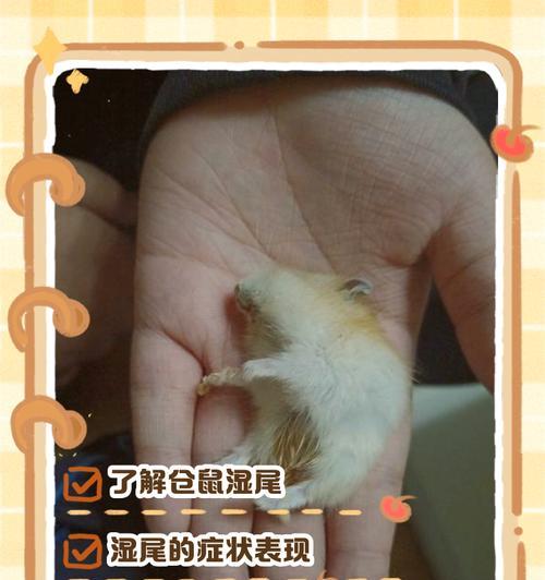 仓鼠死后的适当处理方式（了解如何妥善处理仓鼠的离世）