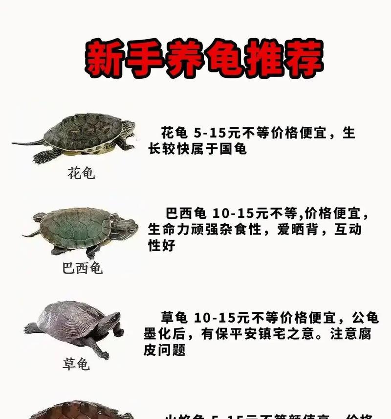 草龟变黑需要多久？（探究草龟的颜色变化及影响因素）