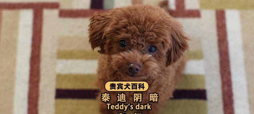 泰迪犬价格低的原因揭秘（探究泰迪犬价格低背后的原因及其影响）