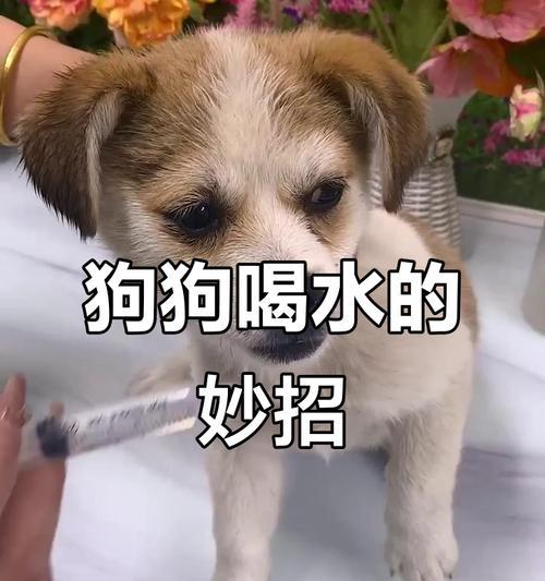 为什么你的狗狗不爱喝水？解决方法在这里！（解决狗狗不爱喝水的关键是什么？）