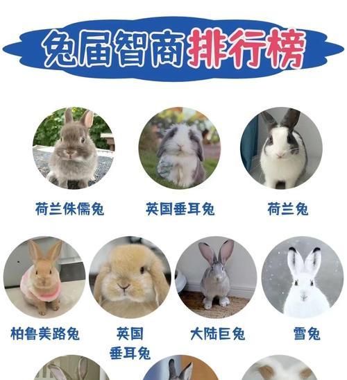 家兔的习性揭秘（探究家兔的生活习惯，揭开它们可爱的面纱）