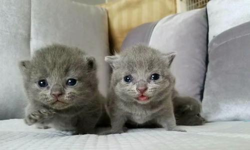 英短蓝猫洗澡频率的正确选择（了解洗澡频率，让宠物的毛发更健康）