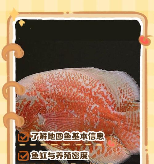 与地图鱼共舞（探索与地图鱼混养的乐趣与挑战）