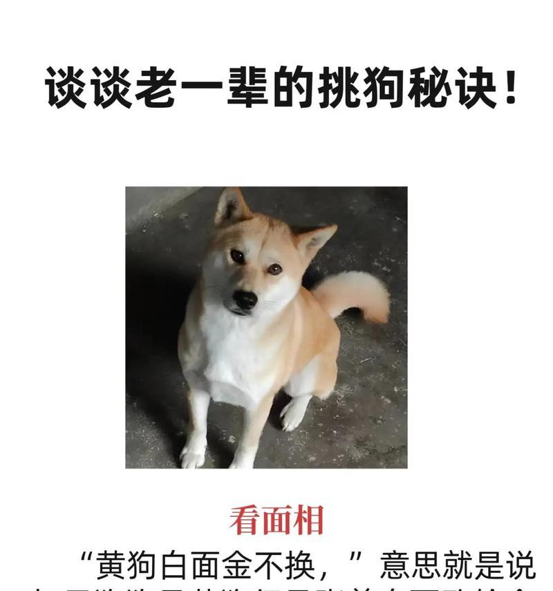 长胡子狗狗的魅力与特点（探索长胡子狗狗的可爱之处）