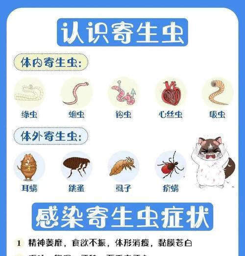 养狗必知（保护爱宠健康的关键，你不容忽视的关于驱虫的知识）