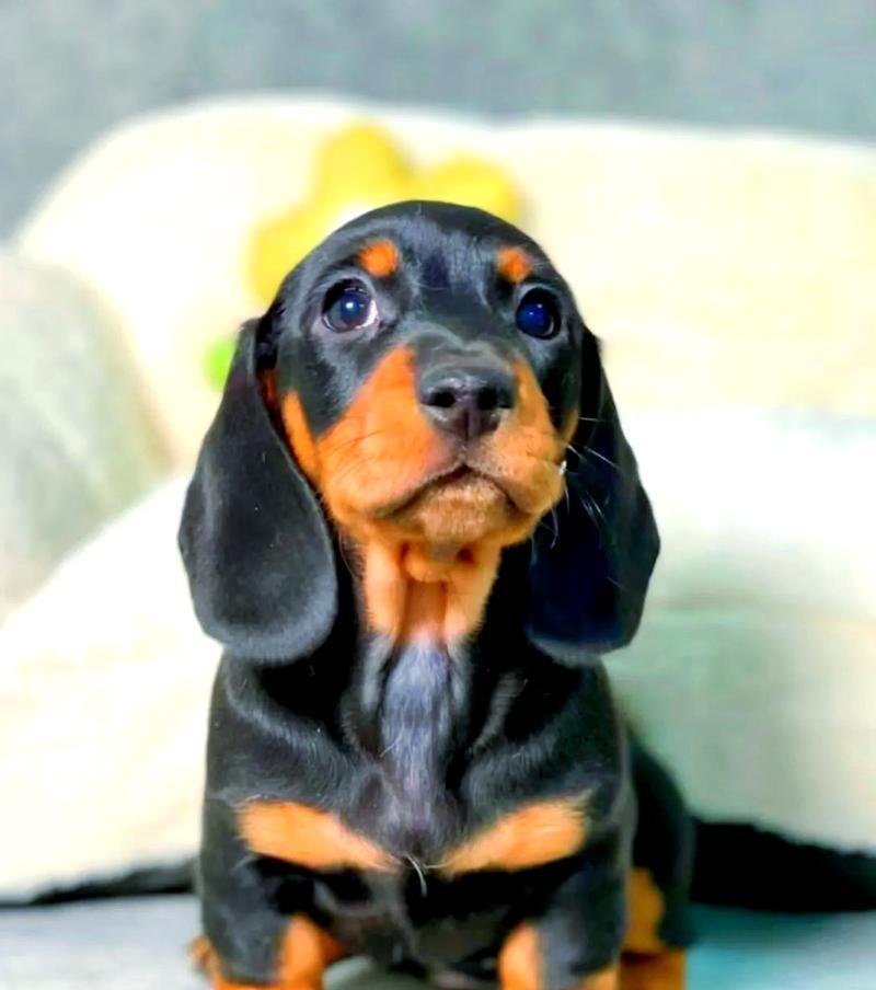 小型猛犬的魅力与特点（探索小型猛犬的个性与养护要点）