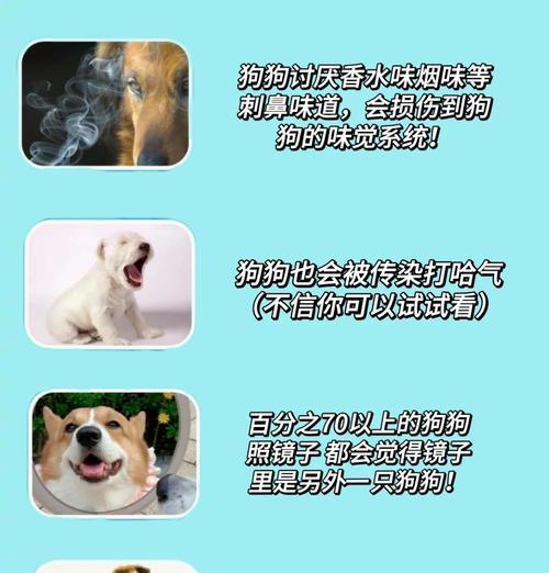 如何正确测量狗的体温（有效方法和注意事项，）