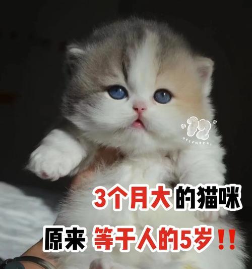 了解猫咪的生长周期（从幼猫到成熟猫咪，探索猫咪的成长历程）