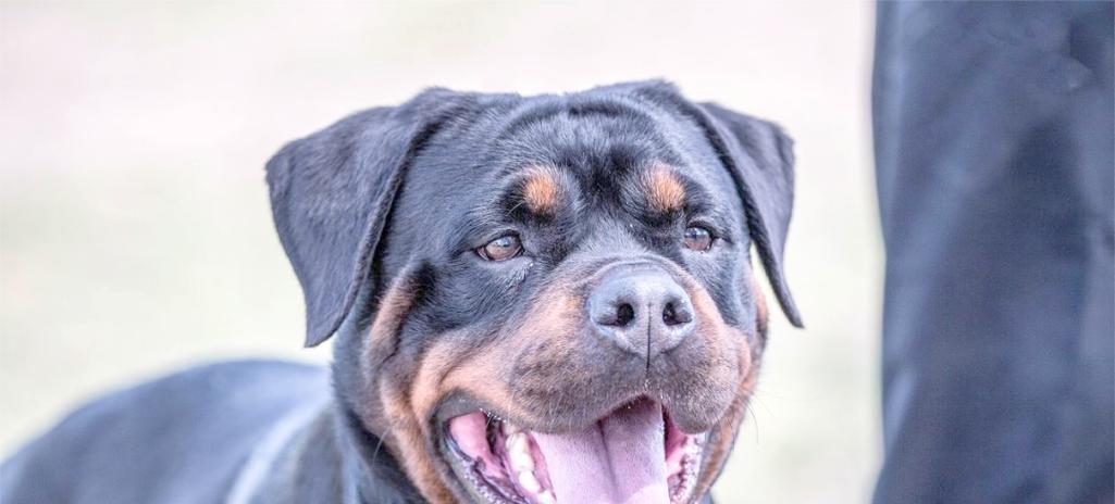 如何控制罗威纳犬掉毛问题（喂食正确是关键）