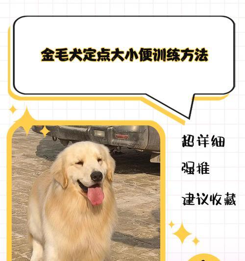 金毛肛门腺挤压频率及注意事项（探讨金毛肛门腺挤压的最佳频率和正确方式）