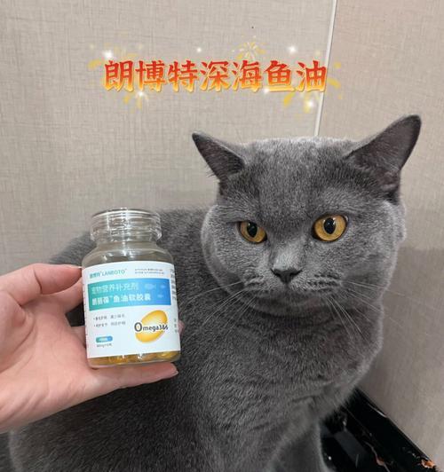 猫咪的饮食需求（揭秘猫咪饮食的时间间隔及注意事项）