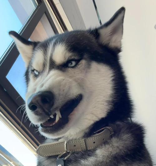 聪明的小型犬品种（哪些小型犬聪明过人？）