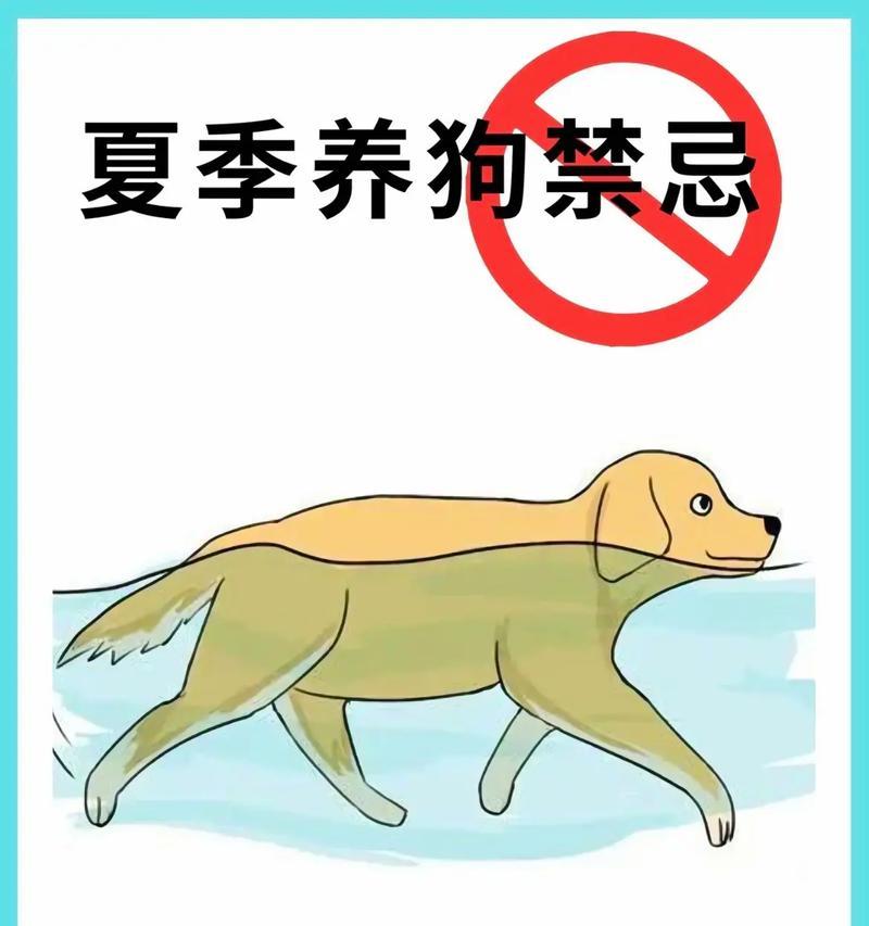 养狗禁忌，别当回事！（细说养狗禁忌，宠物幸福靠你）