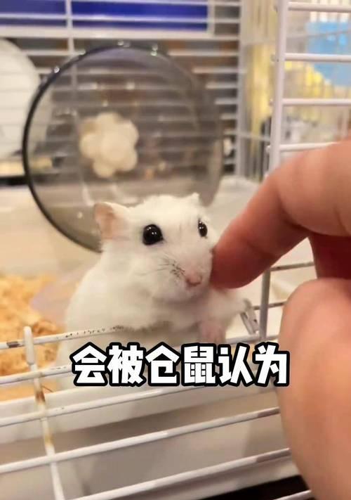仓鼠饲养全指南（成为合格铲屎官的秘诀）