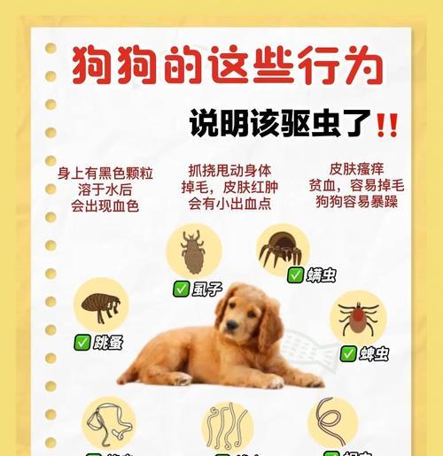 狗狗吃拜宠清多久拉虫？（了解清除肠道寄生虫的时间和方法）