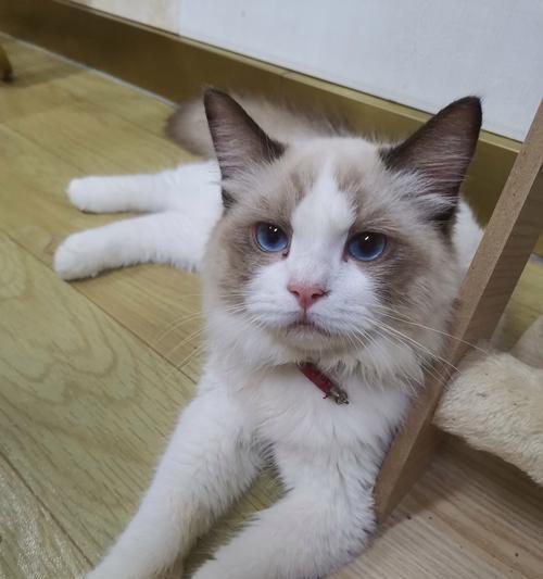 白色猫的优雅与神秘（探寻白色猫品种与特性）