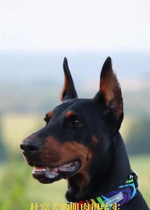 杜宾犬的饲养指南（从小护育到成年，如何正确养护你的杜宾犬）