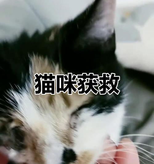 小猫受伤后需要多长时间康复？（探讨小猫受伤康复时间的关键因素及治疗方法）