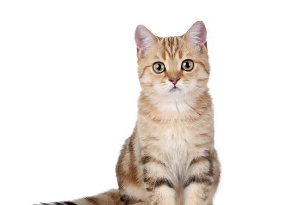 2022年最火的猫品种是哪一种？（揭晓年度猫界新宠，这一猫咪将成为明年最受欢迎的宠物！）